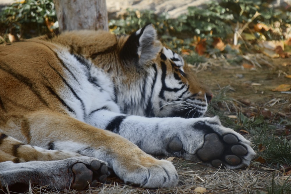un tigre couché sur le sol à côté d’un arbre