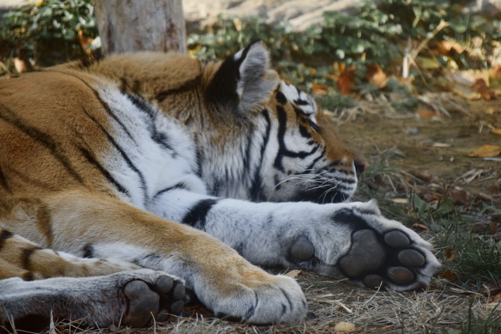 a tiger laying on the ground next to a tree