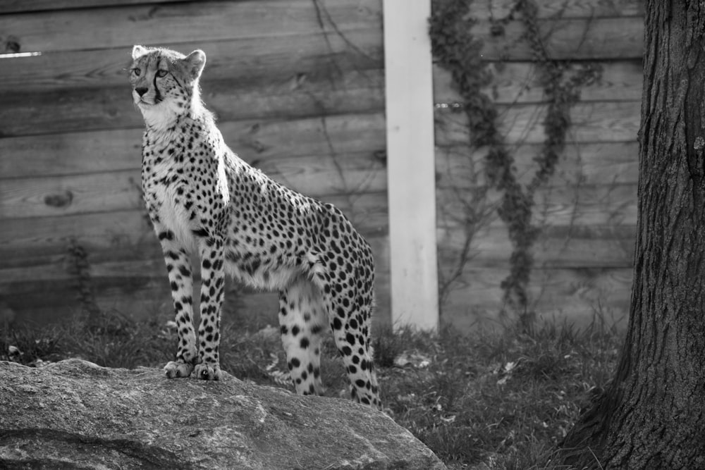 a cheetah standing on a rock next to a tree