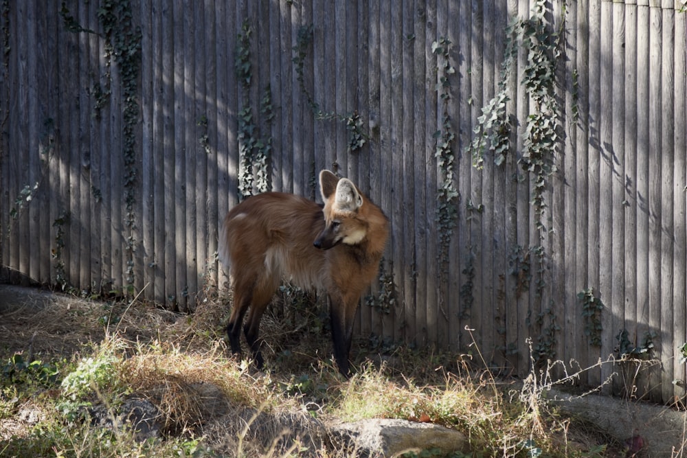 a fox standing next to a wooden fence