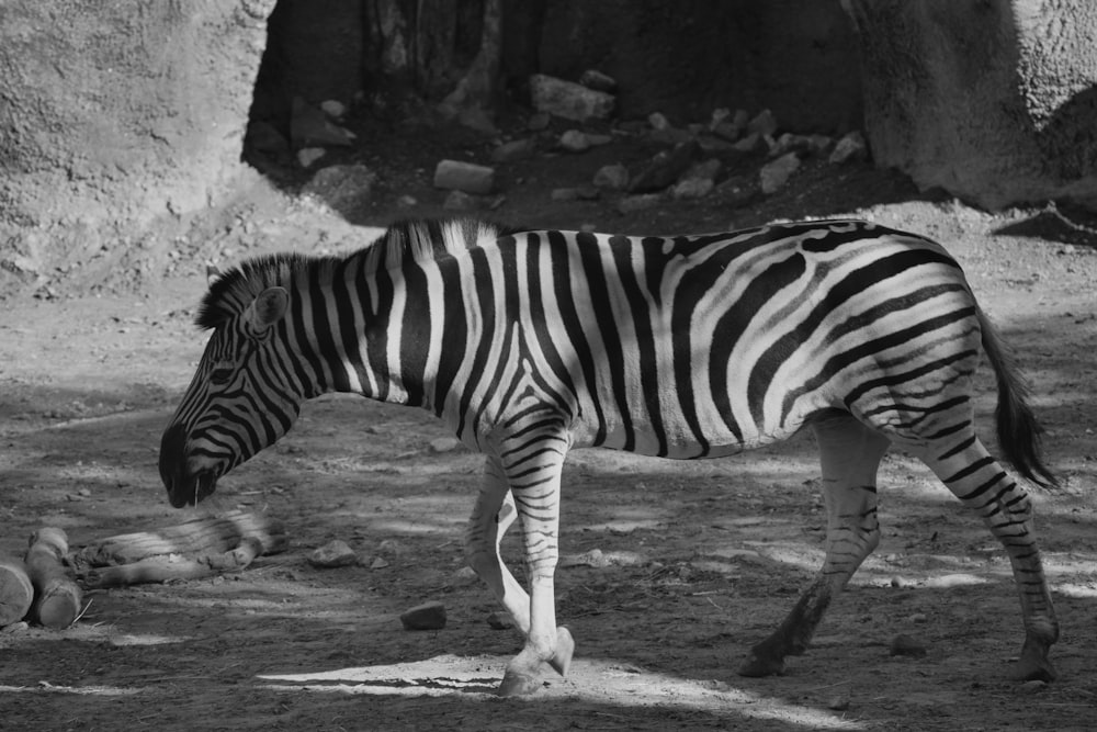 une photo en noir et blanc d’un zèbre