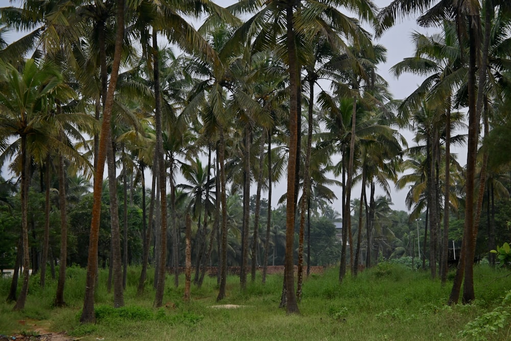 a group of palm trees in a grassy area