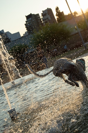 A playful dog is joyfully leaping through a water fountain, creating a spray of droplets against the backdrop of a setting sun. The scene is set in an urban park with high-rise buildings silhouetted in the background, and trees add greenery to the scene.