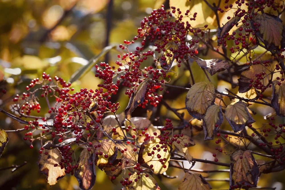 a close up of a tree with red berries on it