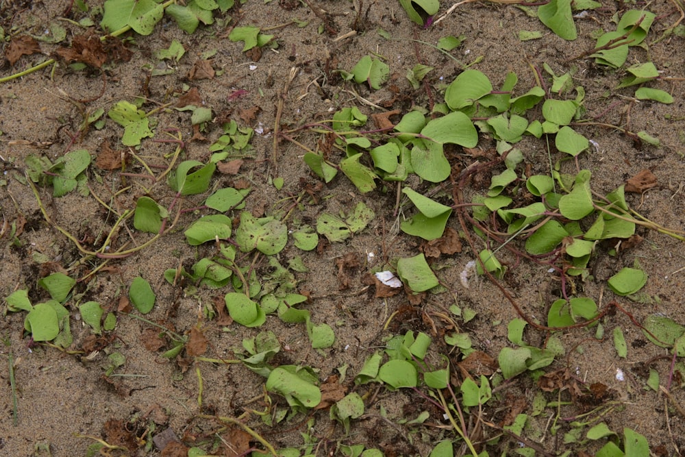 a patch of dirt with green plants growing on it