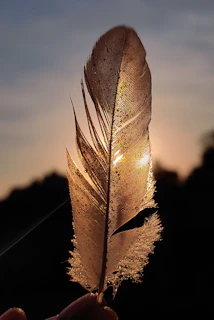A softly glowing feather resting on dark earth with amber light filtering through.