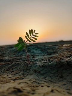 A close-up of a small sprout breaking through soft soil, bathed in warm morning light