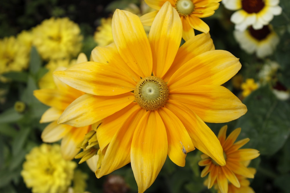 a close up of a yellow flower with other flowers in the background