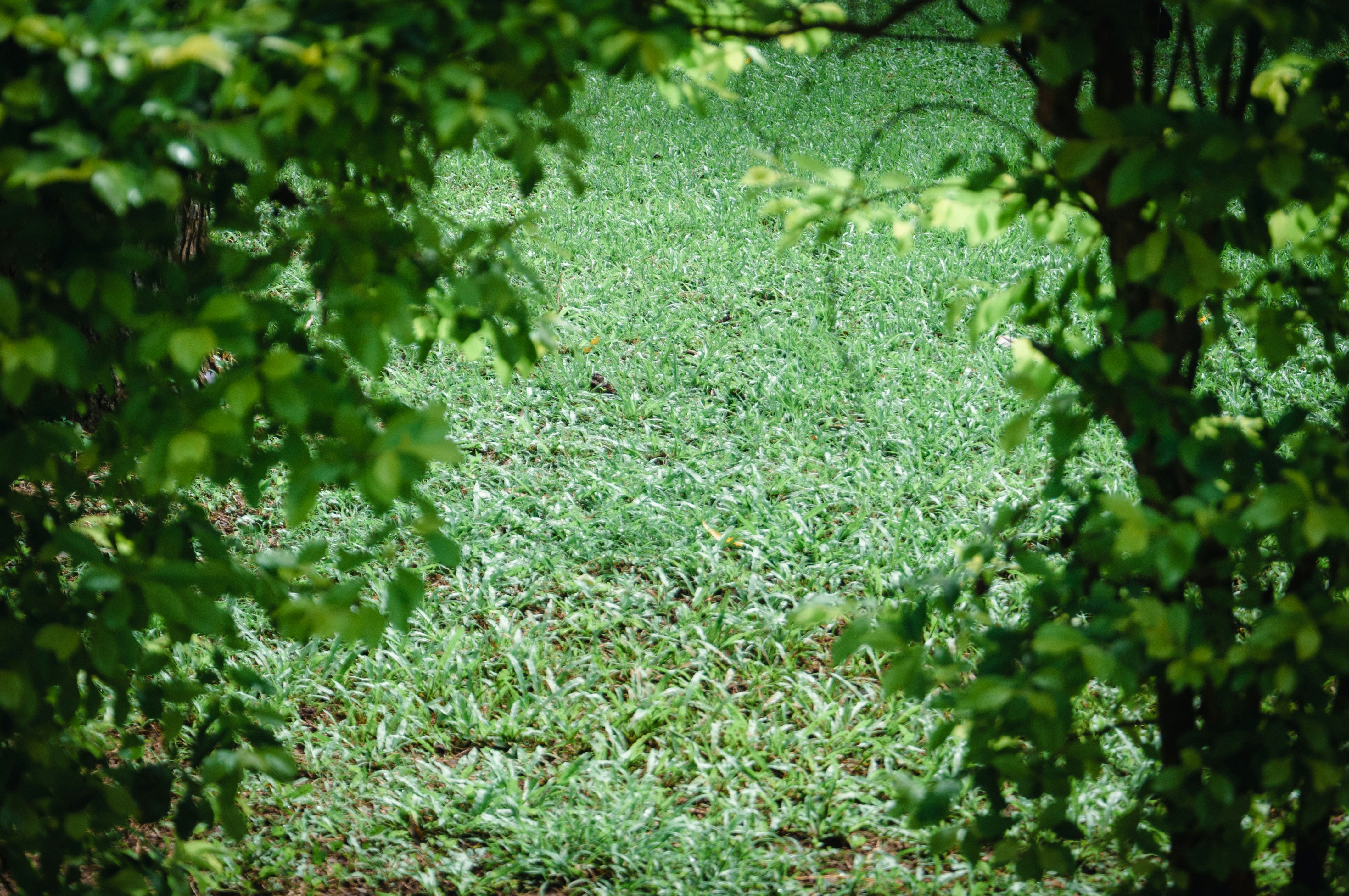 Photo by yanukadeneth99