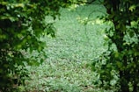 Pathway leading through the farm’s lush greenery toward the mountain base.