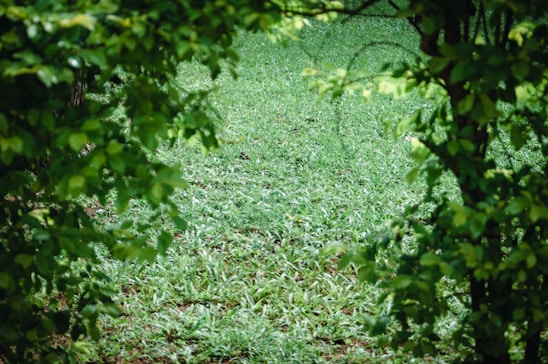 A pathway is framed by lush, thick green foliage on both sides, leading to an open field of grass. The scene is vibrant and verdant, suggesting a natural, undisturbed environment.