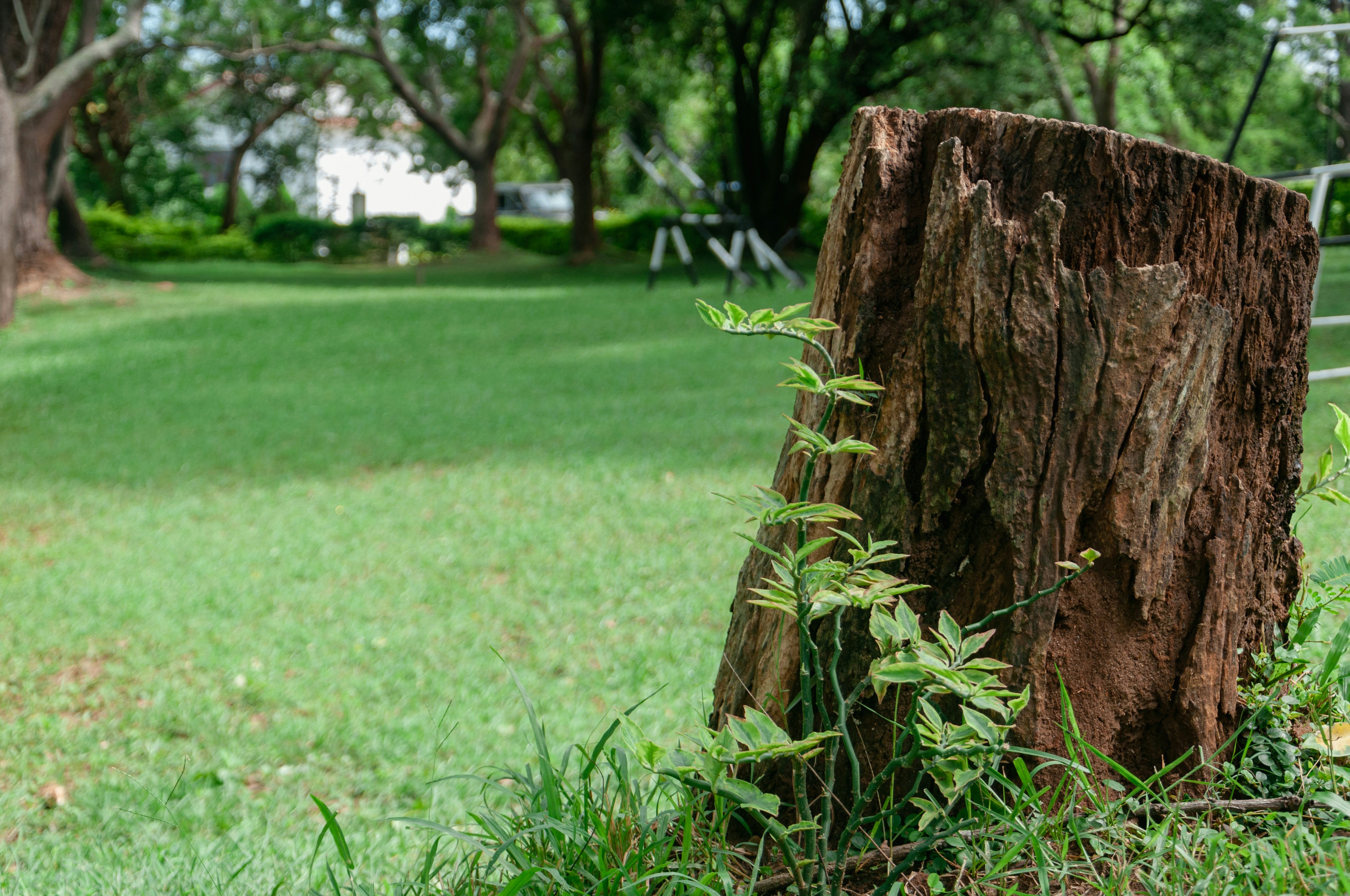 a tree stump in a grassy area with a fence in the background