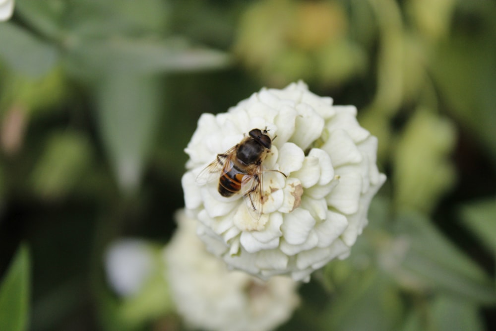 a bee sitting on top of a white flower