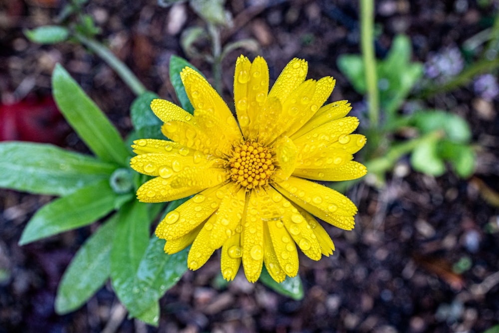 a yellow flower with water droplets on it