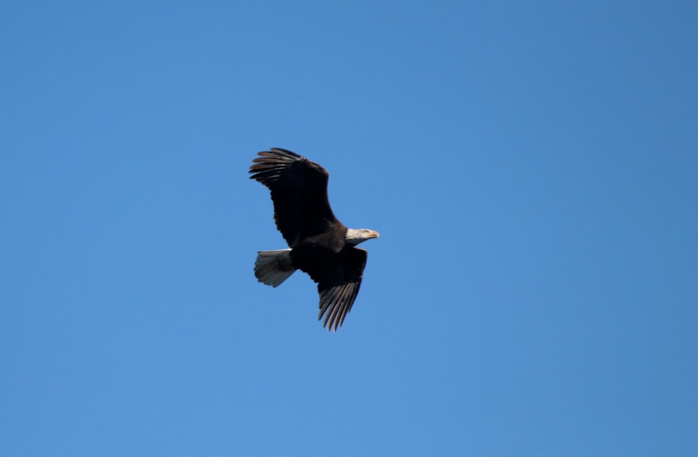 a bald eagle soaring through a blue sky