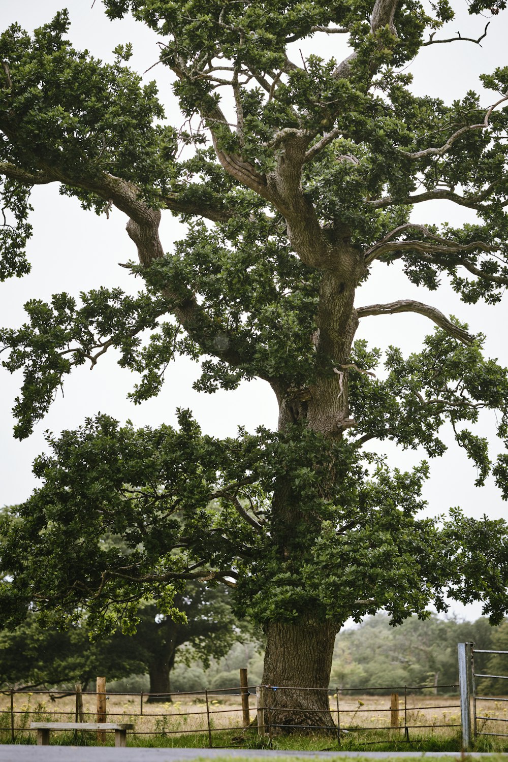 a large tree in the middle of a field