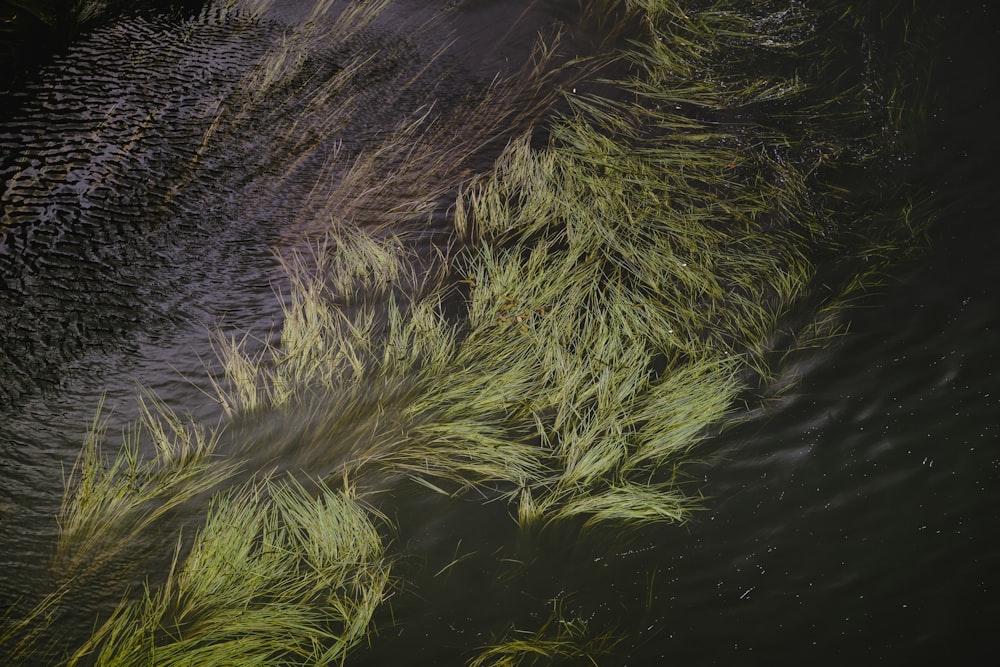 a bunch of green plants floating on top of a body of water