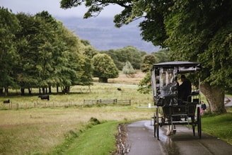 A horse-drawn carriage is traveling along a narrow paved path through a lush, green parkland. Tall trees with dense foliage surround the area, and several cows are grazing in a fenced field to the left. The scene is serene, with rolling hills visible in the background under a cloudy sky. The carriage has a covered canopy, and a person is seated inside holding the reins.