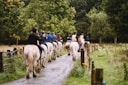 Killarney horse tours