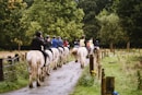 a group of people riding on the backs of horses