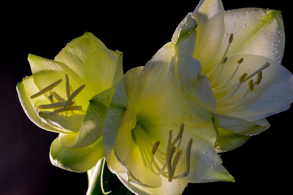 a close up of a flower with water droplets on it