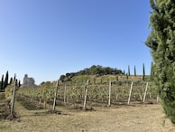 A serene landscape featuring a vineyard with rows of grapevines stretching towards the horizon. A quaint chapel or building with a bell tower is situated to the left. The scene is surrounded by tall cypress trees under a clear blue sky.
