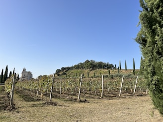 A serene landscape featuring a vineyard with rows of grapevines stretching towards the horizon. A quaint chapel or building with a bell tower is situated to the left. The scene is surrounded by tall cypress trees under a clear blue sky.