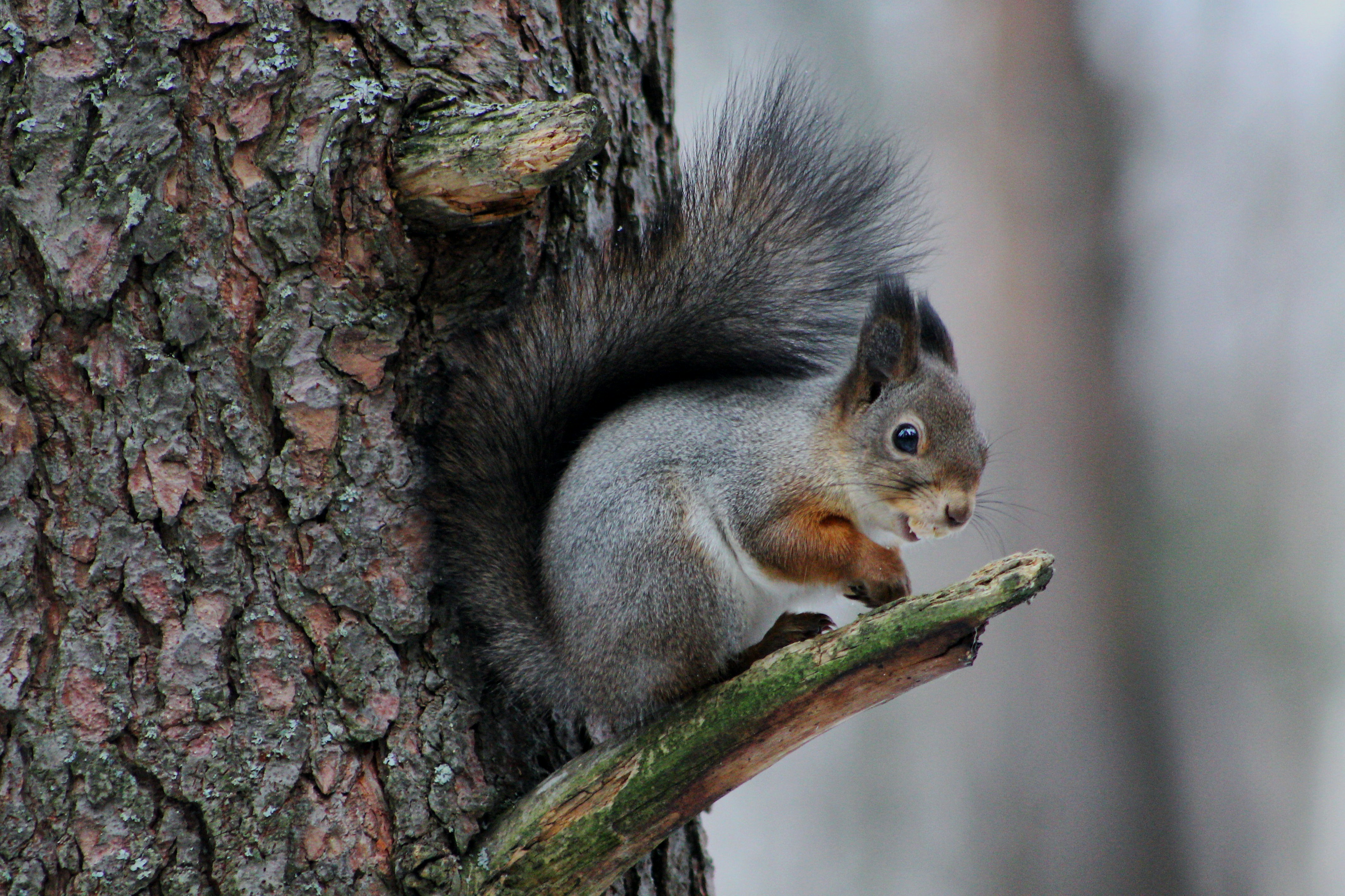 Photo by dragoncy635