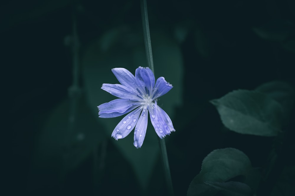 a blue flower with water droplets on it