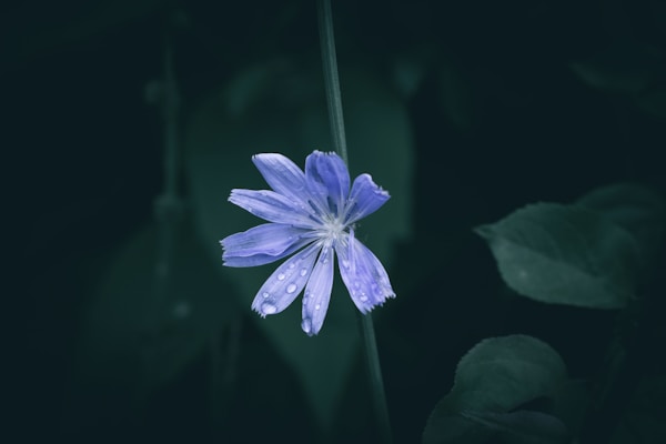 A blue flower with water droplets on it