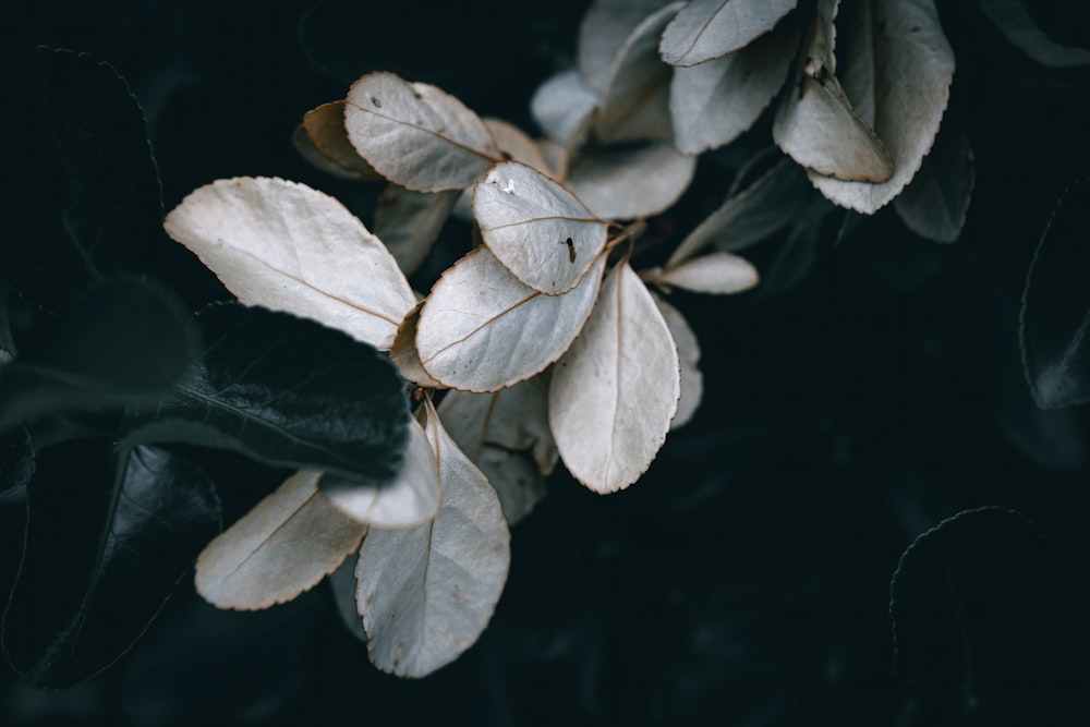 a close up of leaves on a tree