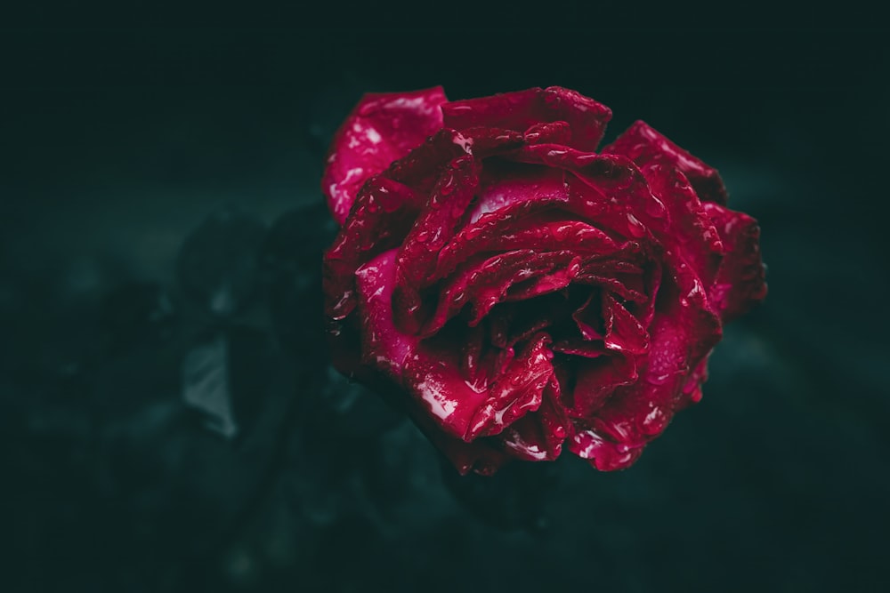 eine Nahaufnahme einer roten Blume auf schwarzem Hintergrund