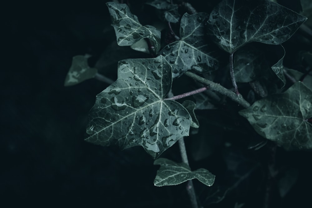 a close up of a leaf on a tree