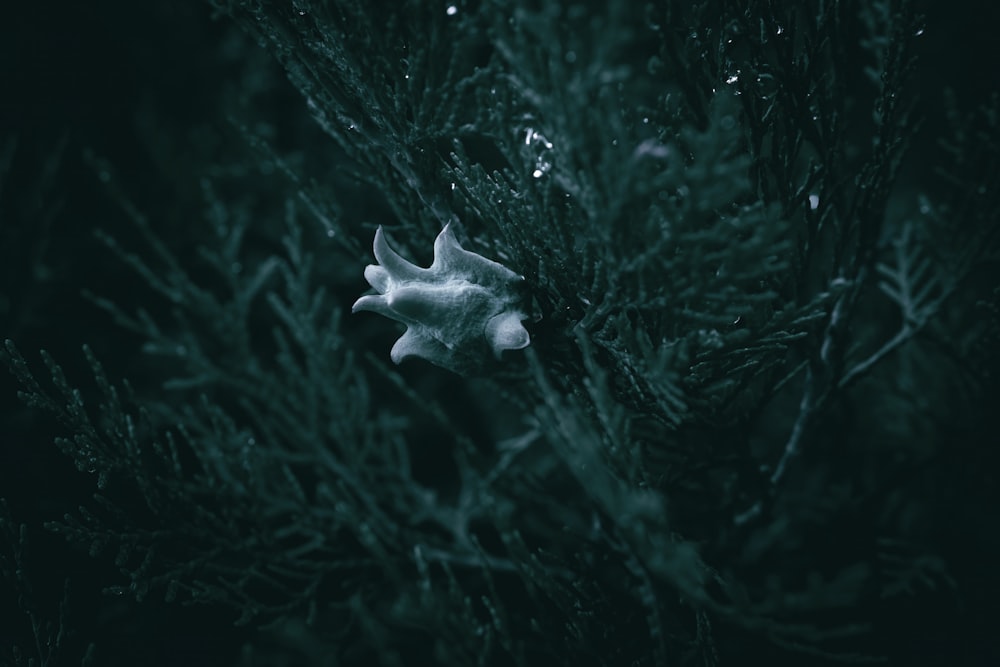 a close up of a plant with water droplets on it