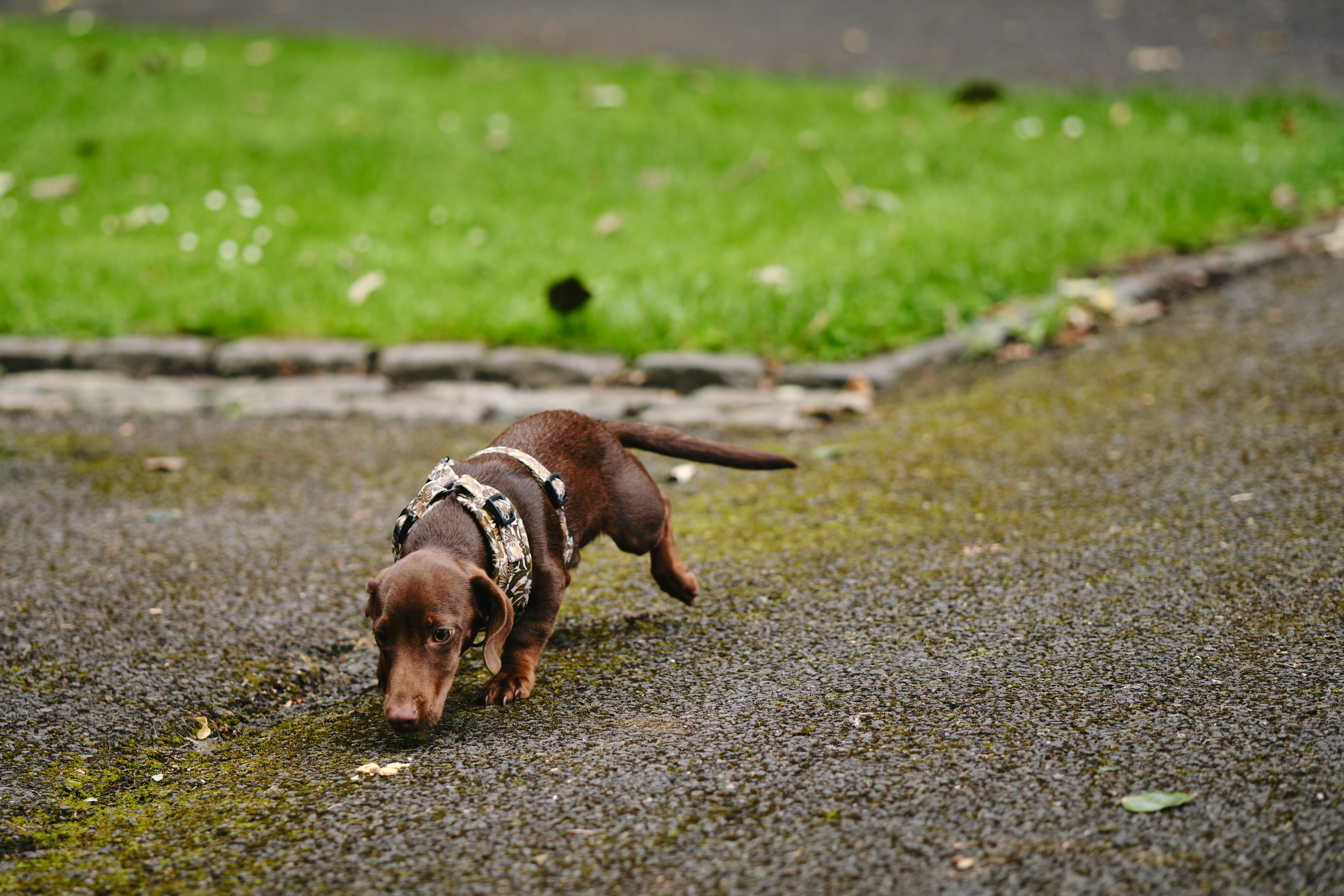 a small brown dog walking across a street