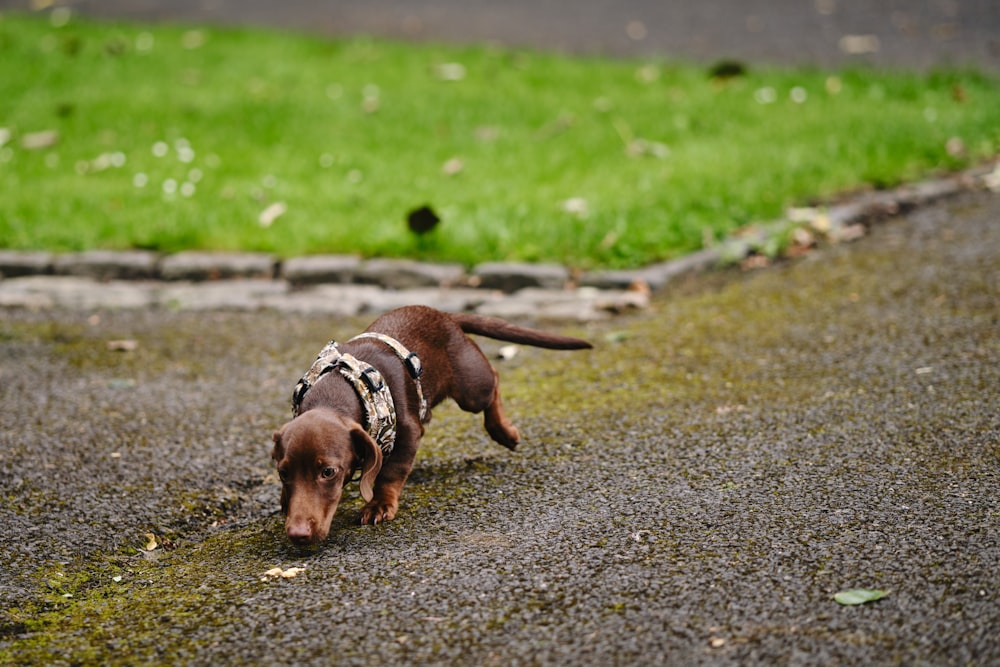 a small brown dog walking across a street