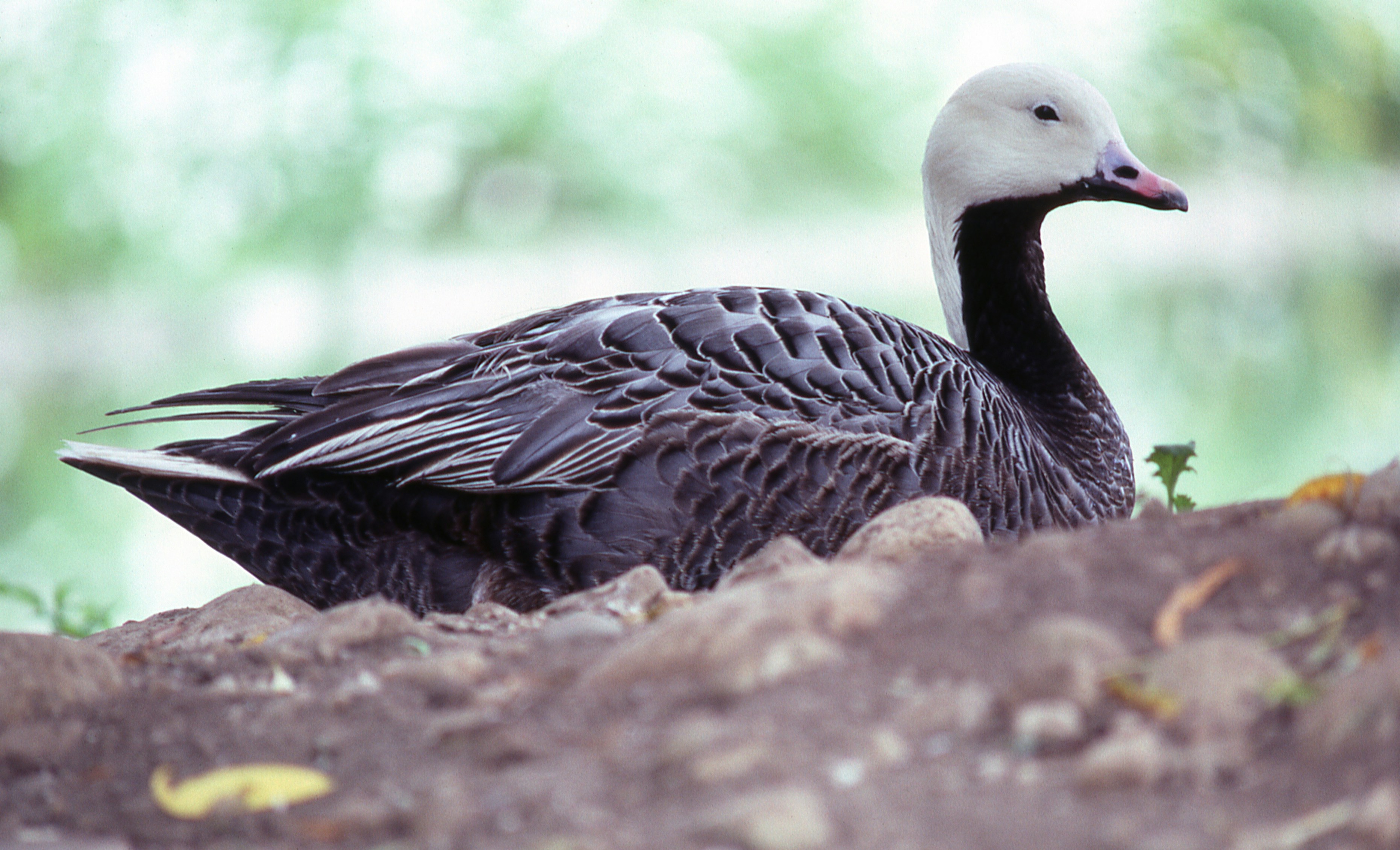 Emperor goose resting on the ground