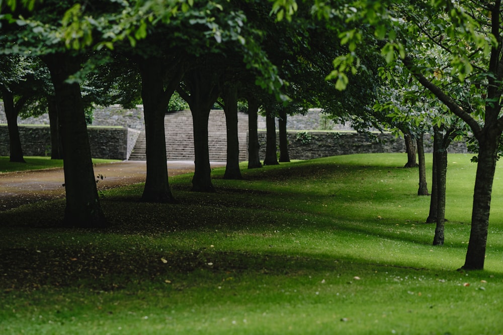 a row of trees in a park with a stone wall in the background