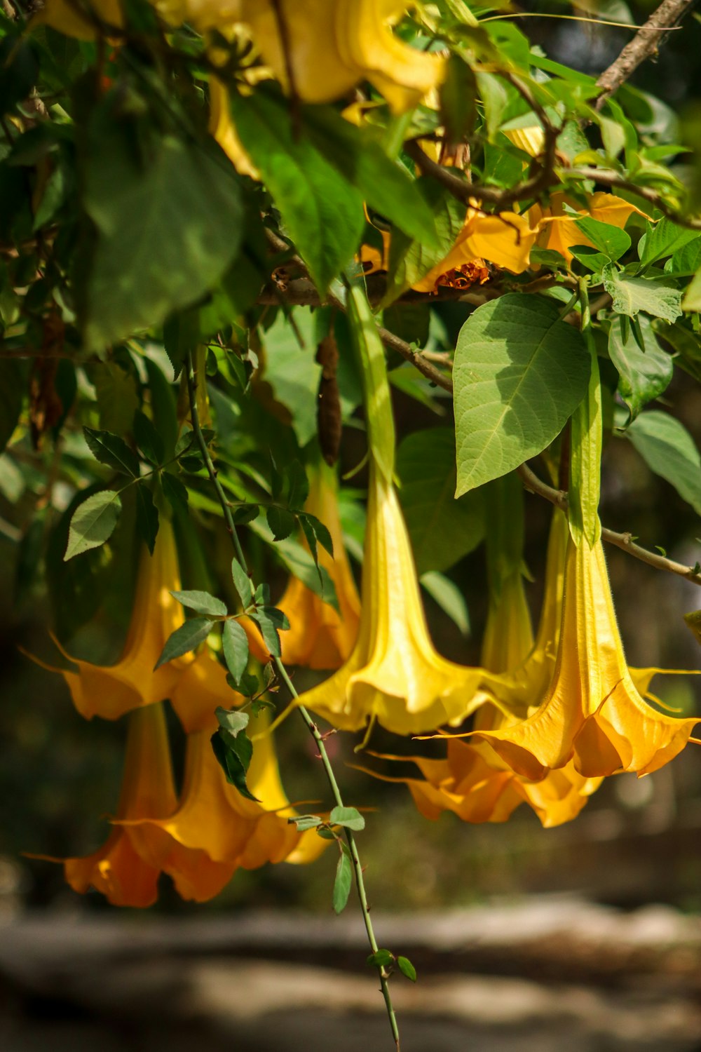 a bunch of yellow flowers hanging from a tree