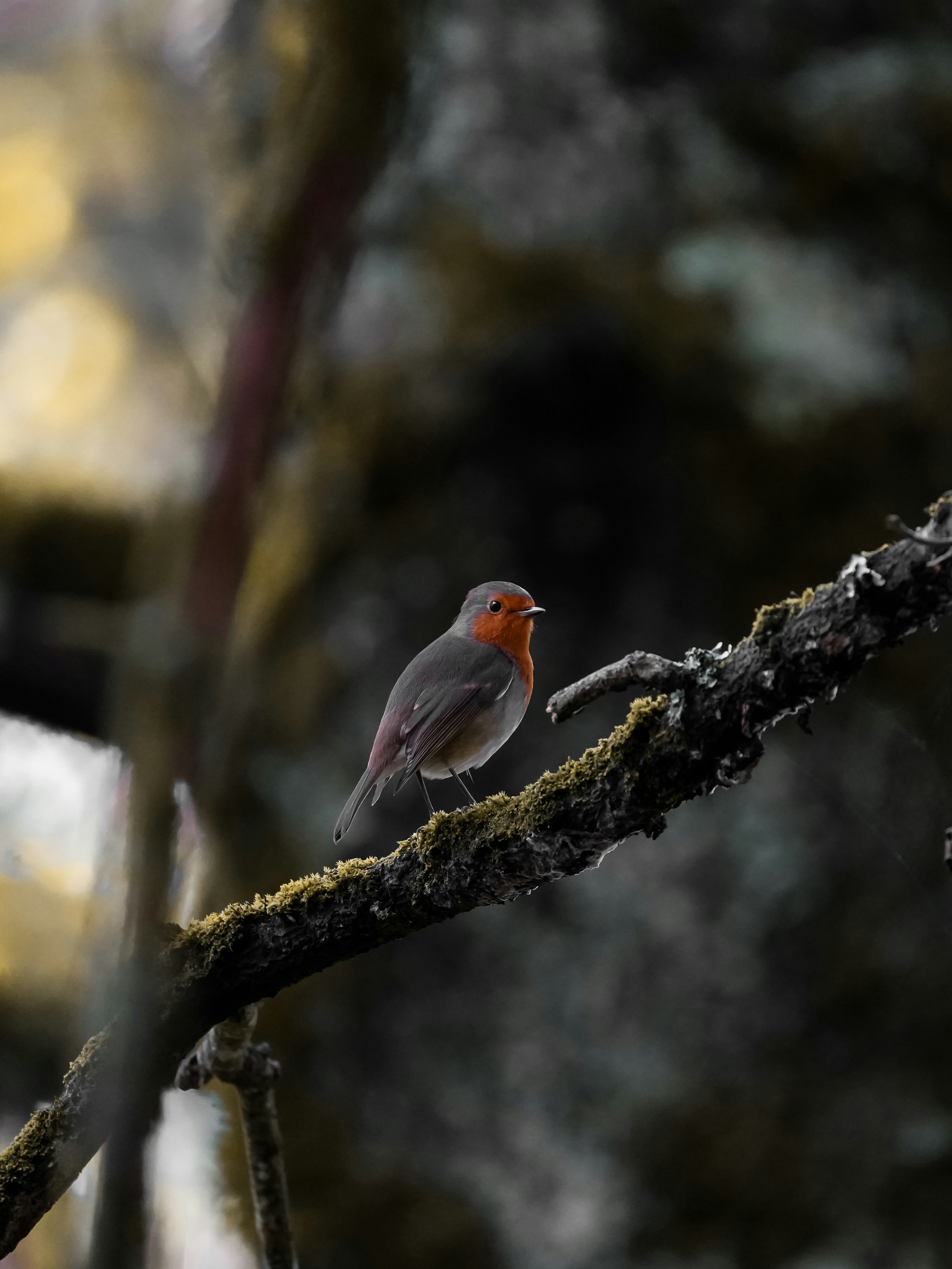 Photo by bidenureser