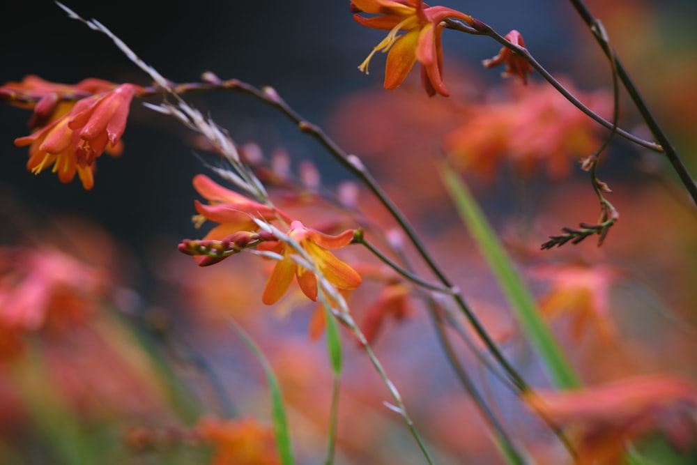 a bunch of flowers that are in the grass