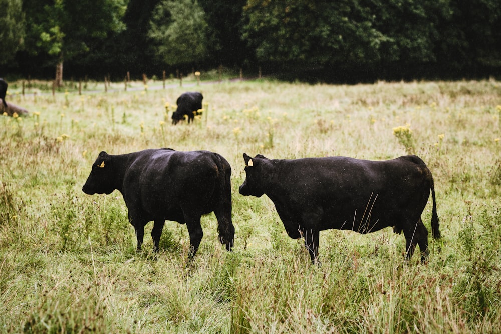 a herd of cattle standing on top of a grass covered field