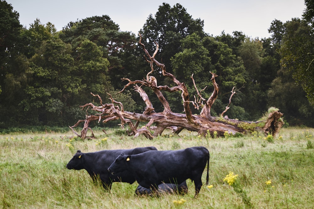 a couple of black cows standing on top of a lush green field