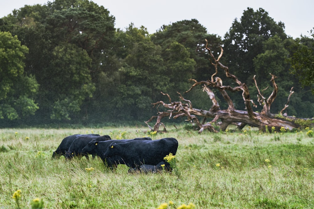 a couple of black cows standing on top of a lush green field