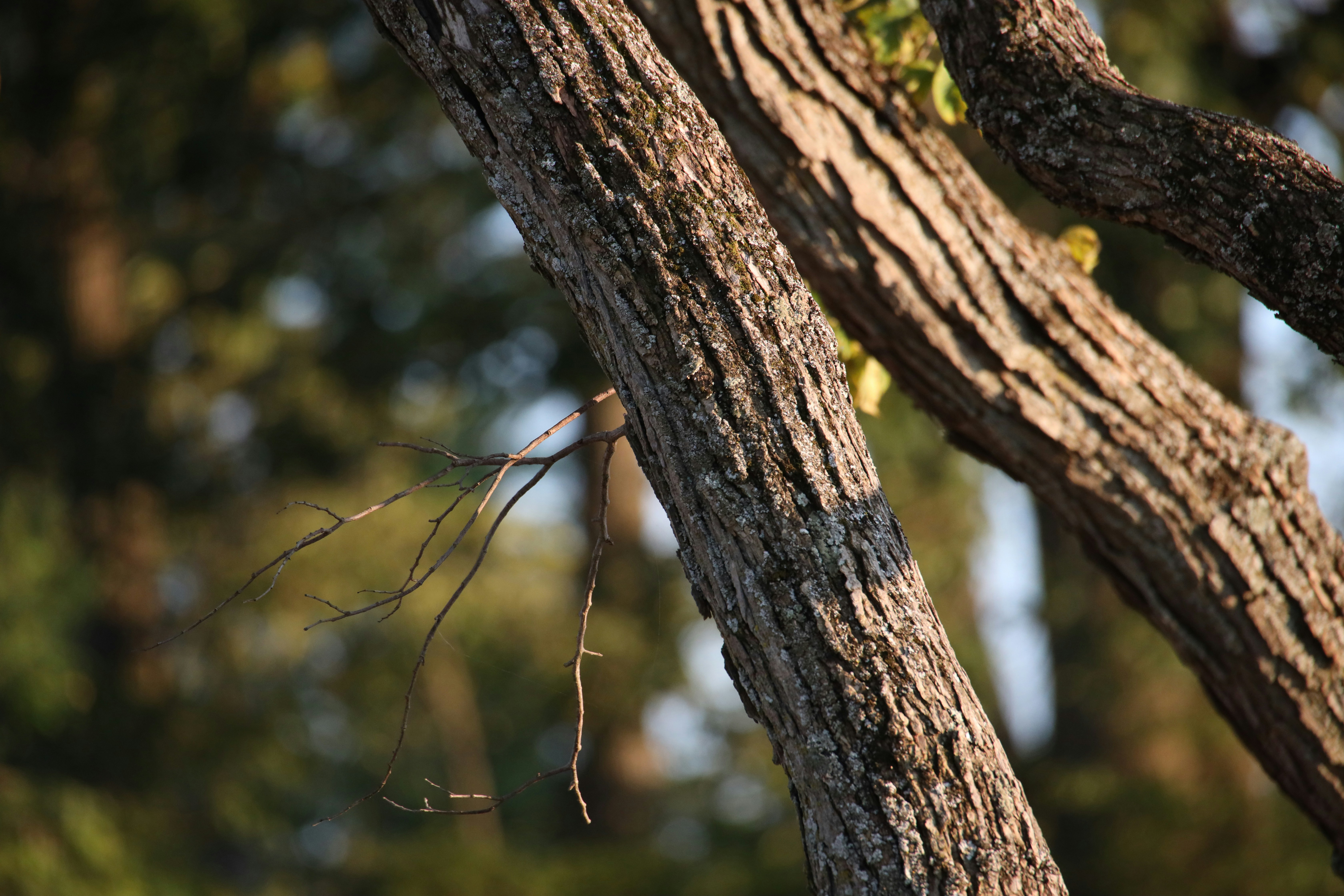 Photo by samarthkuls