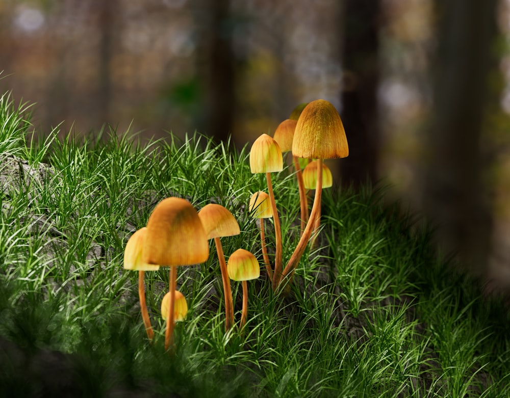 a group of yellow mushrooms growing in the grass