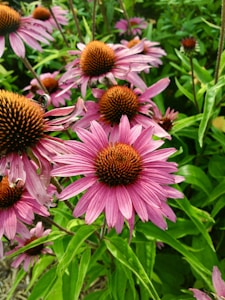 Purple Coneflower