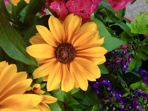 A vibrant collection of flowers featuring a prominent yellow sunflower with detailed petals and a brown center. Surrounded by pink flowers and smaller purple blooms, the plants are nestled among lush green leaves.