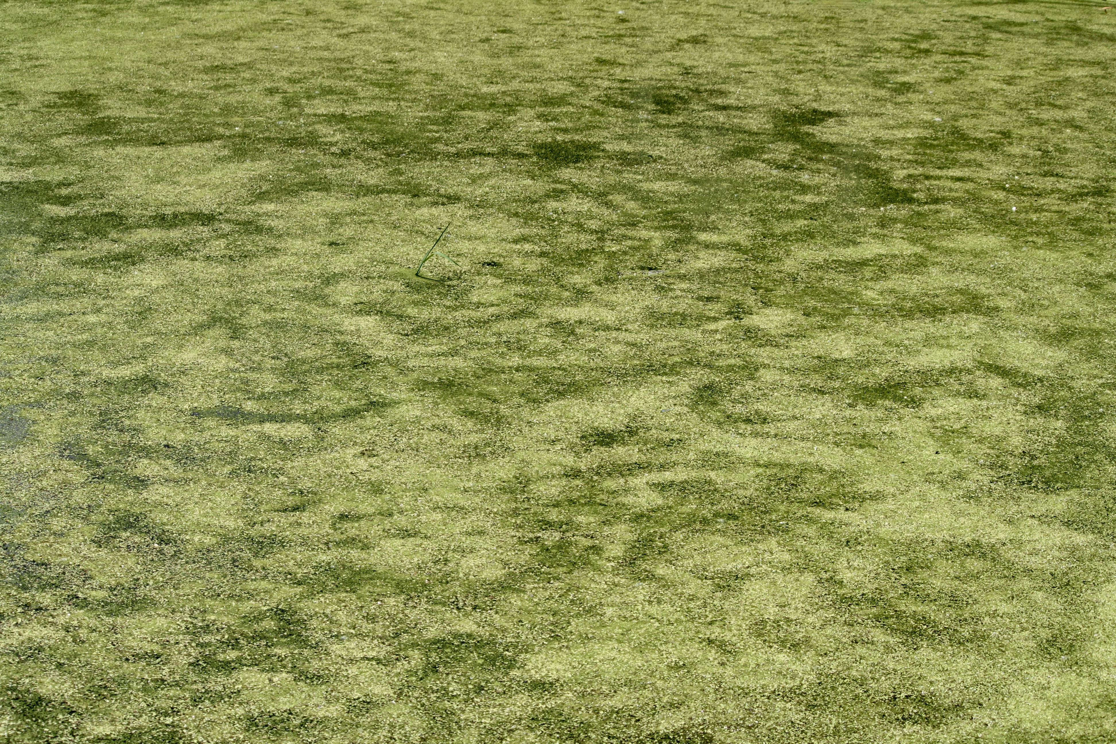 Photo by midkiffaries