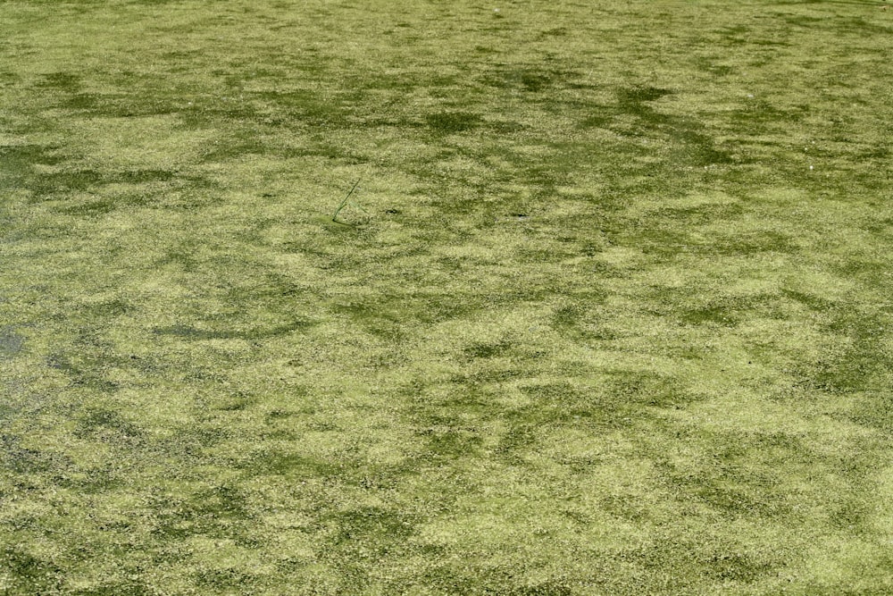 a baseball player holding a bat on top of a field